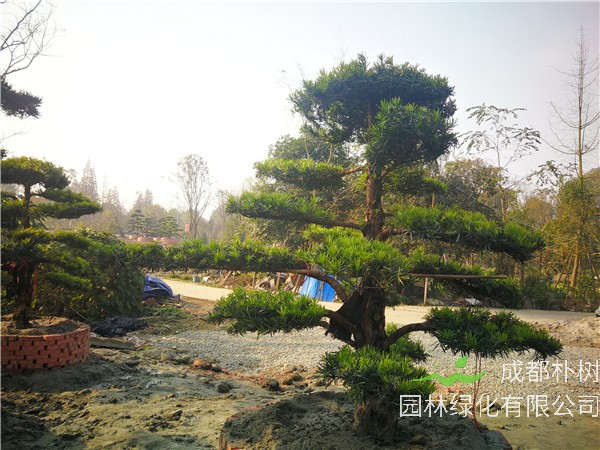 攀枝花市罗汉松20公分价格26000-28000元【苗圃基地直销】低价批发